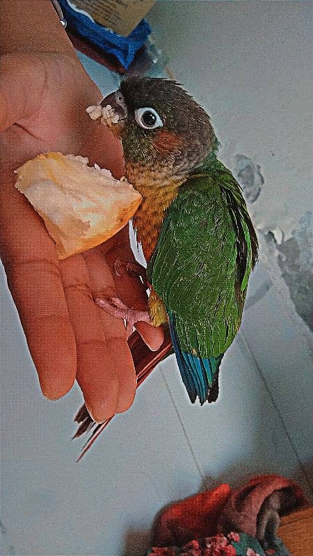 CONURE 1