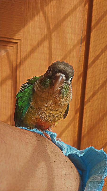 CONURE 2