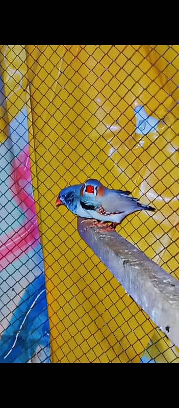 finch breeder pair for sale male crusted h 4