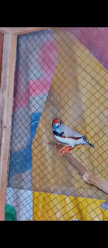 finch breeder pair for sale male crusted h 7