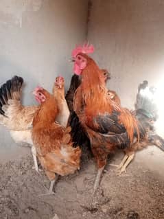 5 desi hens or 1 desi murga for sale