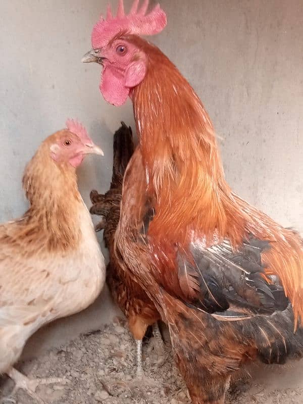 5 desi hens or 1 desi murga for sale 3