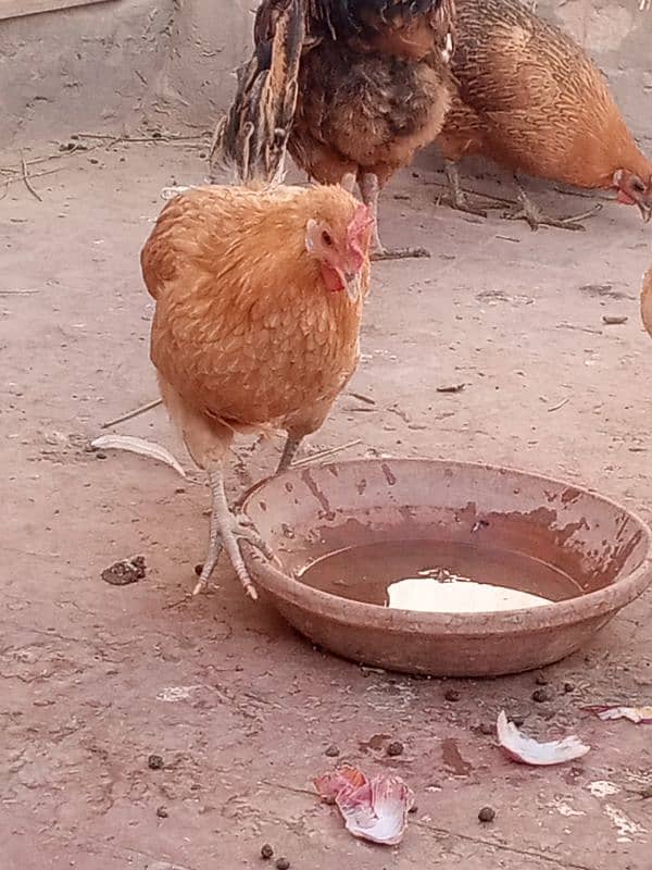 5 desi hens or 1 desi murga for sale 4