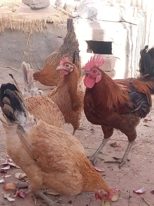 5 desi hens or 1 desi murga for sale 5