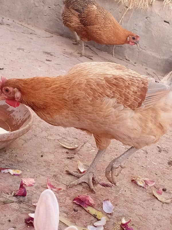 5 desi hens or 1 desi murga for sale 7