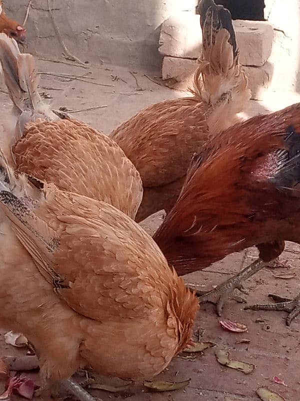 5 desi hens or 1 desi murga for sale 10