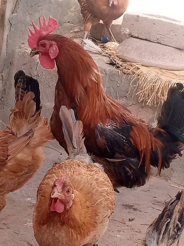 5 desi hens or 1 desi murga for sale 12