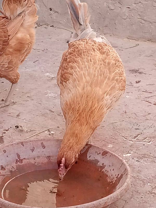 5 desi hens or 1 desi murga for sale 14