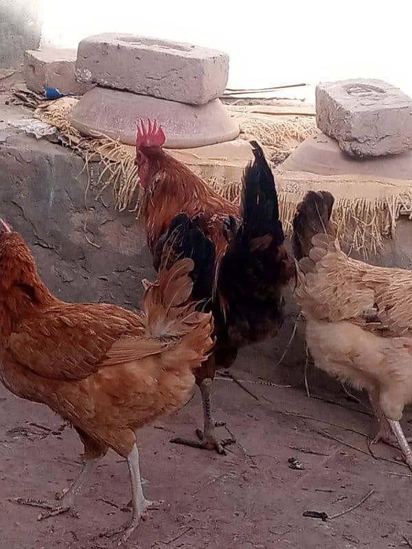 5 desi hens or 1 desi murga for sale 15