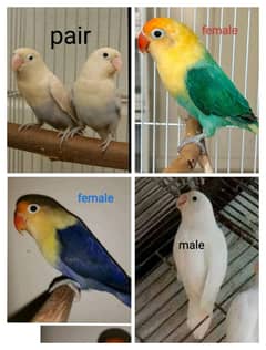 some Quality Bird for sale location Wah cantt