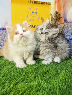 pure Persian bicolor kittens Each price 18500