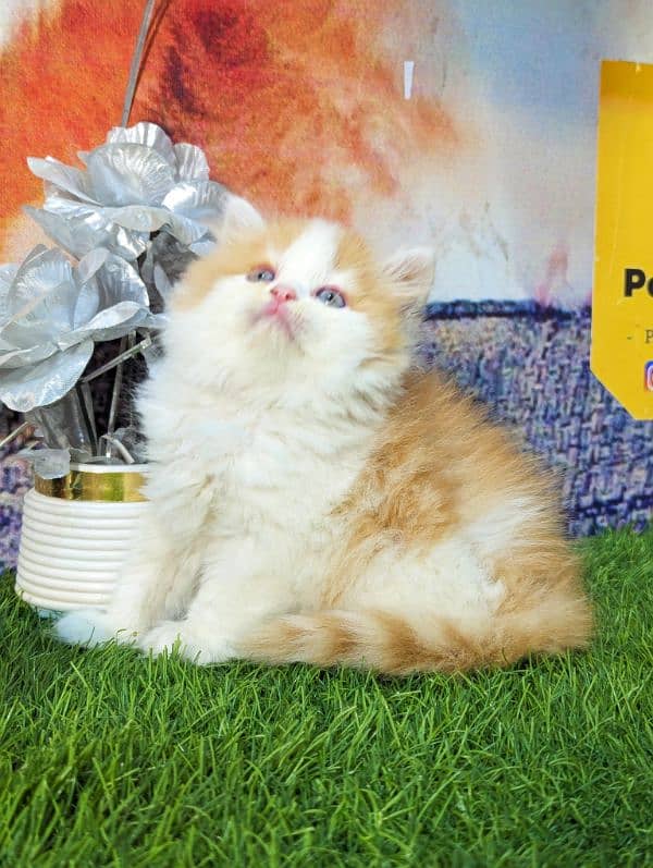 pure Persian bicolor kittens Each price 18500 2