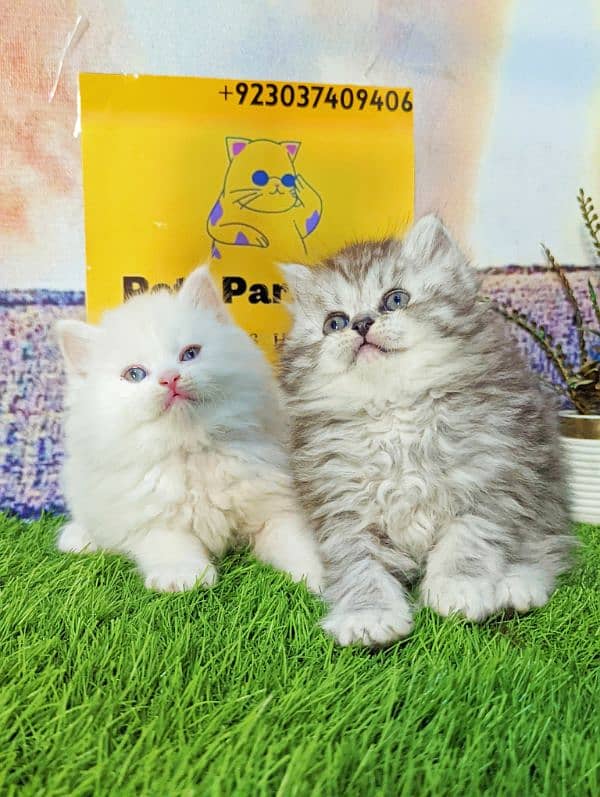 pure Persian bicolor kittens Each price 18500 3