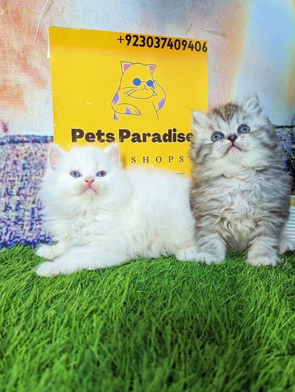 pure Persian bicolor kittens Each price 18500 4