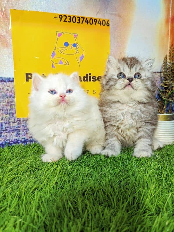 pure Persian bicolor kittens Each price 18500 5