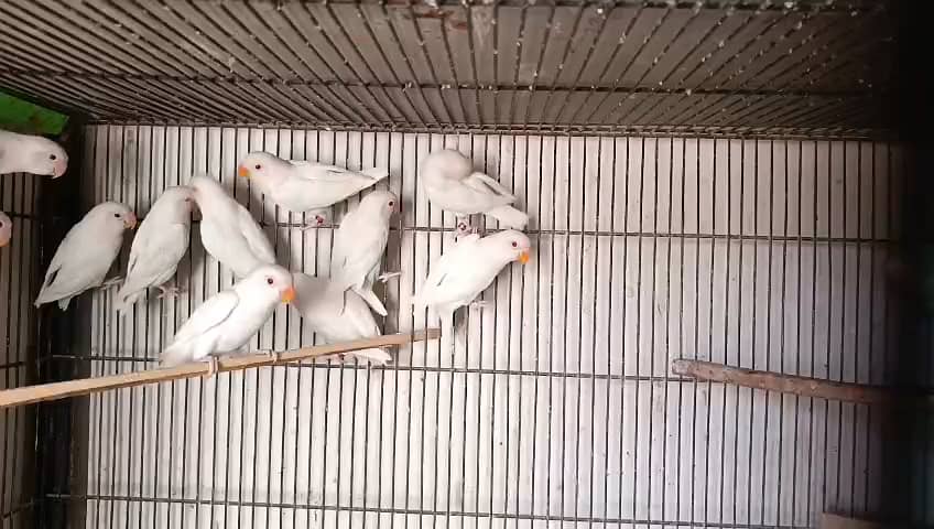 Albino Red Eye Pair For Sale 2