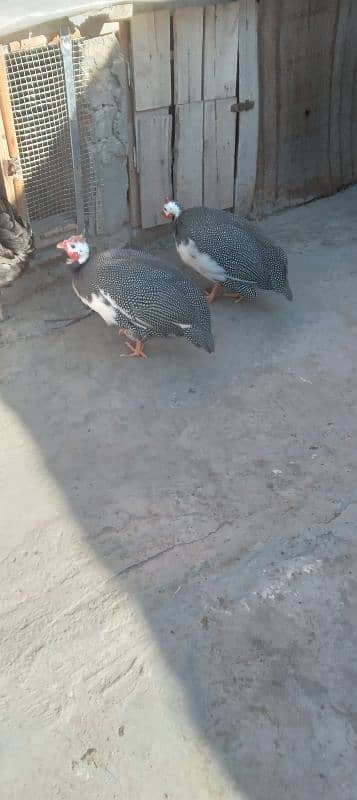 Guinea fowl || chakor 0