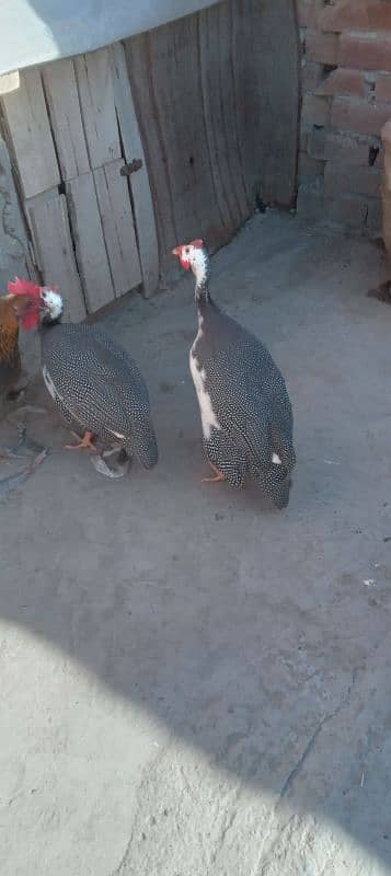 Guinea fowl || chakor 1