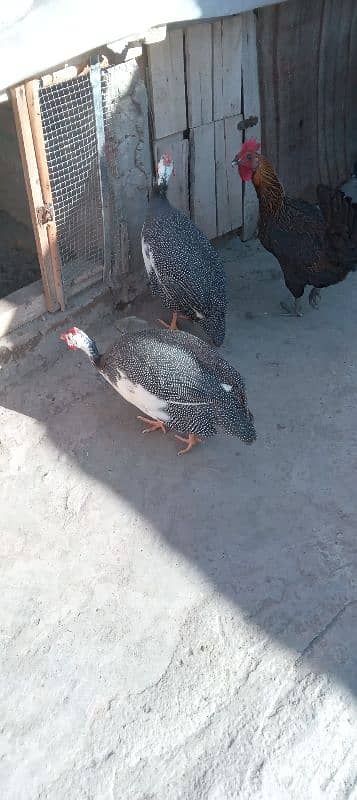 Guinea fowl || chakor 2