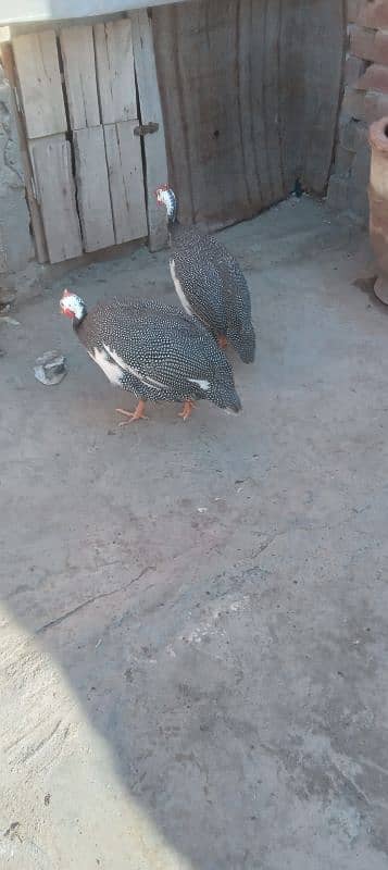 Guinea fowl || chakor 3