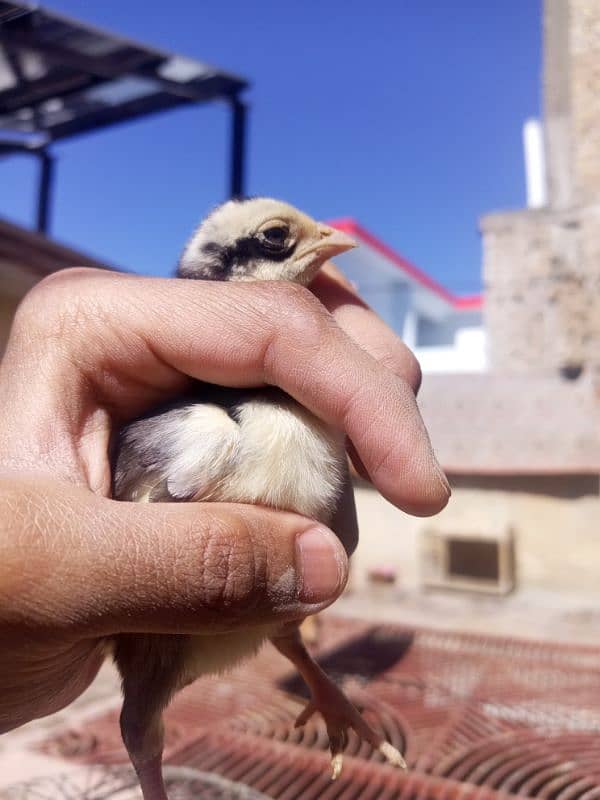 aseel mianwali chicks available 0