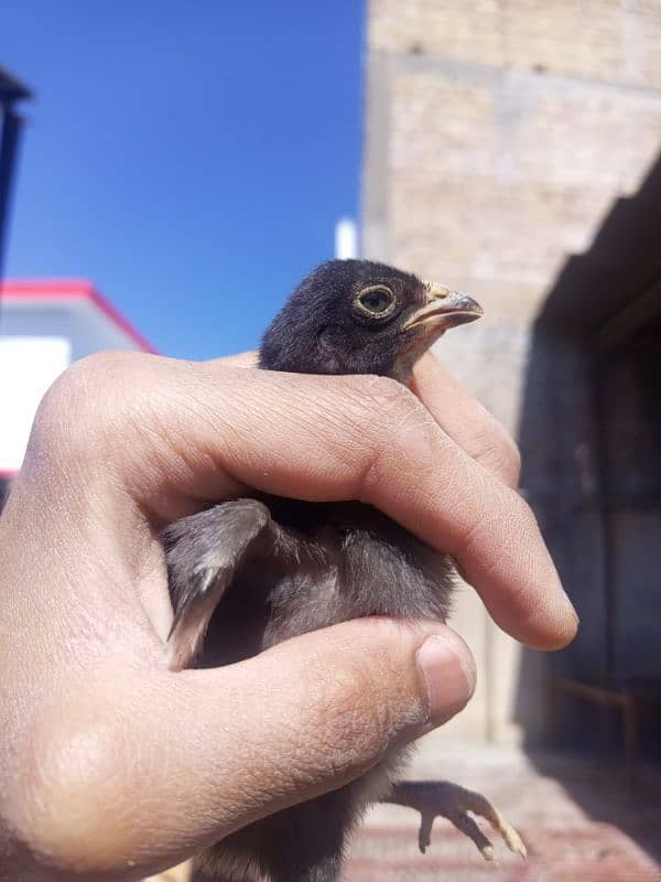 aseel mianwali chicks available 1