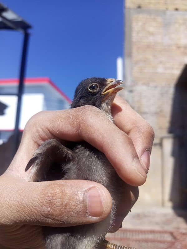 aseel mianwali chicks available 2