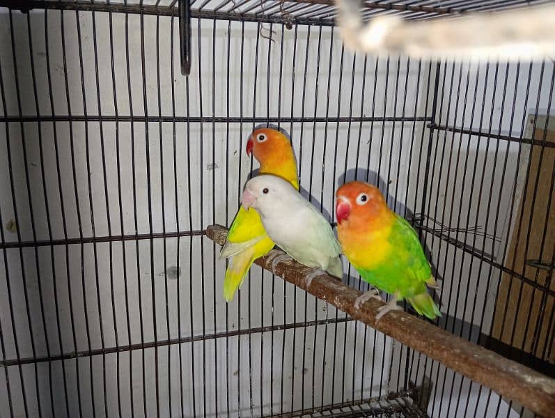 Love birds 1