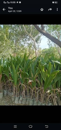 Coconut tree for sale