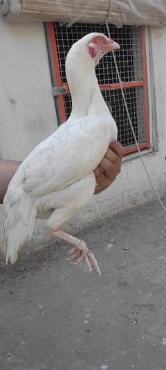 heera madi / heera breeder females/ white aseel