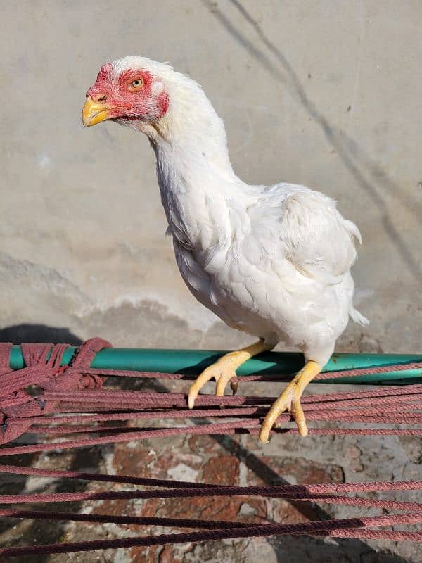 heera madi / heera breeder females/ white aseel 8