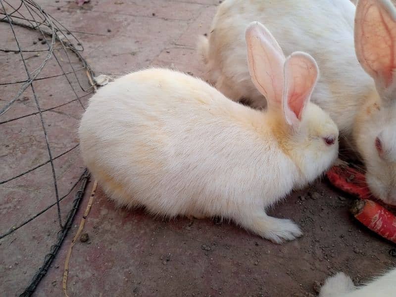 white red eyes rabbit pair for sale 3