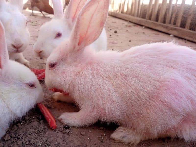 white red eyes rabbit pair for sale 4