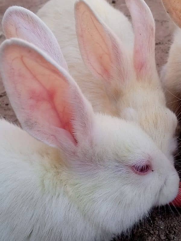 white red eyes rabbit pair for sale 6