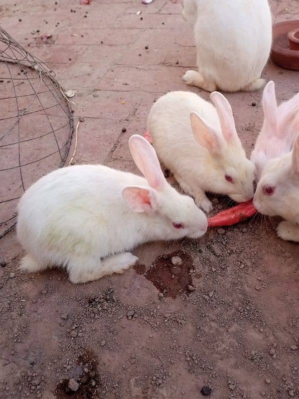 white red eyes rabbit pair for sale 7