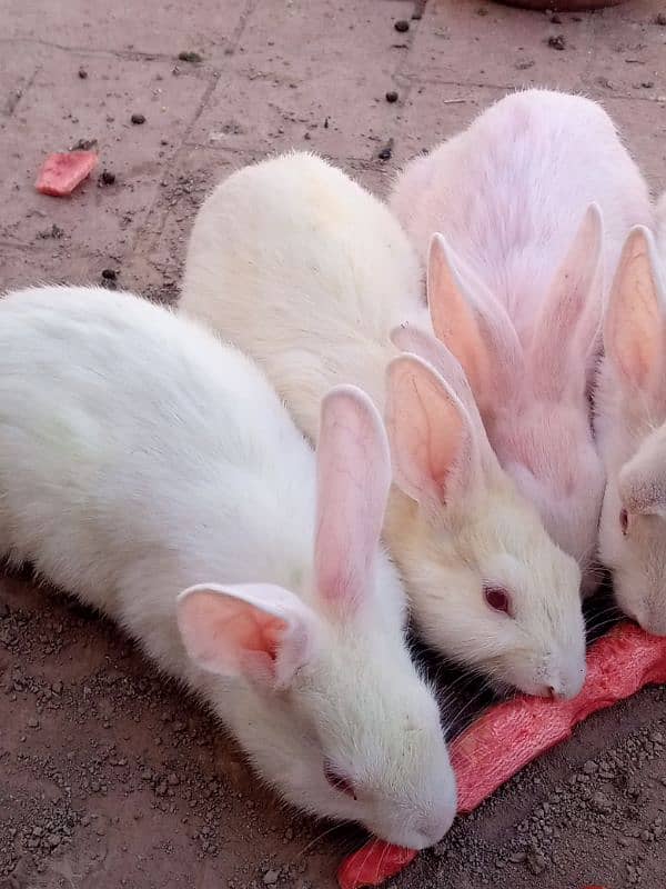 white red eyes rabbit pair for sale 8