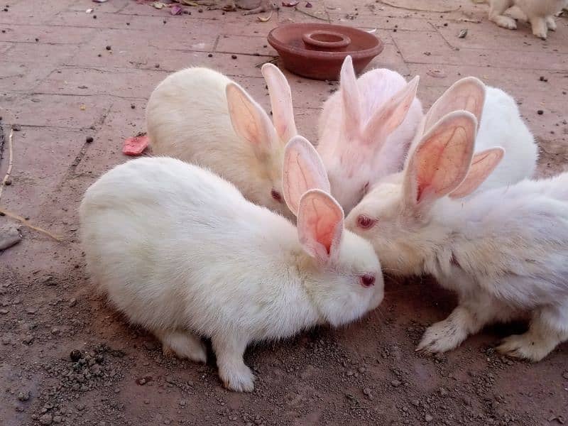 white red eyes rabbit pair for sale 10