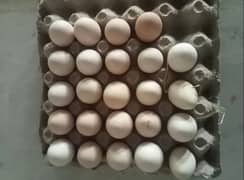 Fertile and infertile desi eggs