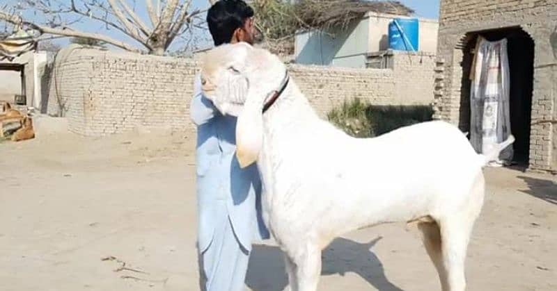 Rajanpuri Bakra For Sale CALL "_03130079851 3