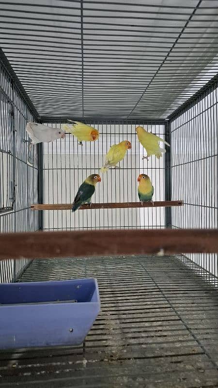 Lovebirds Birds For Sale 0