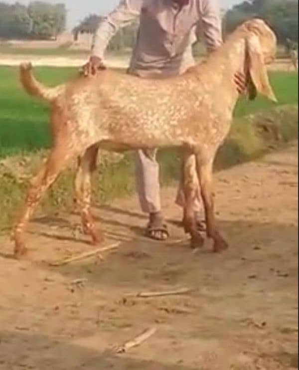 Desi Bakra For Sale CALL "03130079851 3