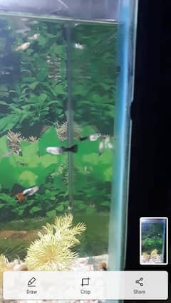 Mix Guppy Available for Sale