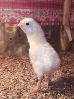 White o shamo chicks / chicks / shamo / aseel / eggs / hens / murga