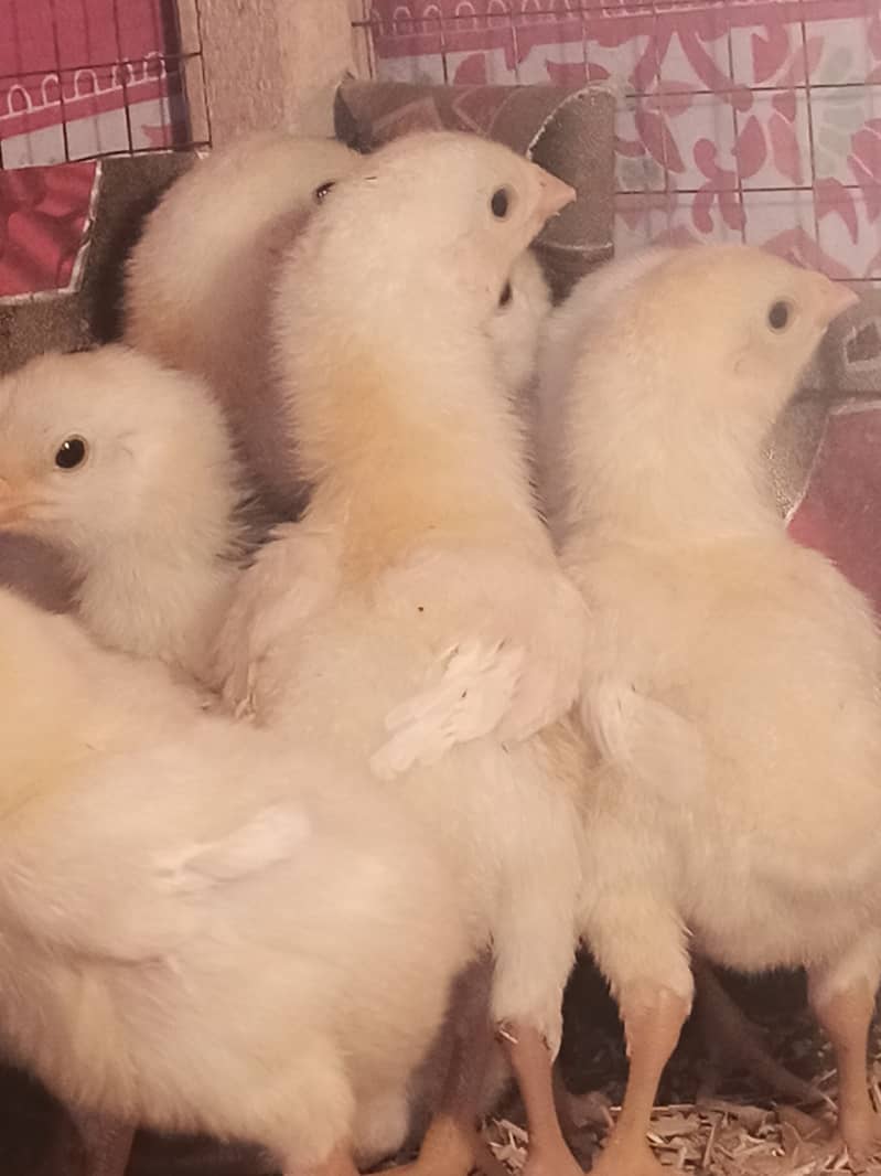 White o shamo chicks / chicks / shamo / aseel / eggs / hens / murga 1