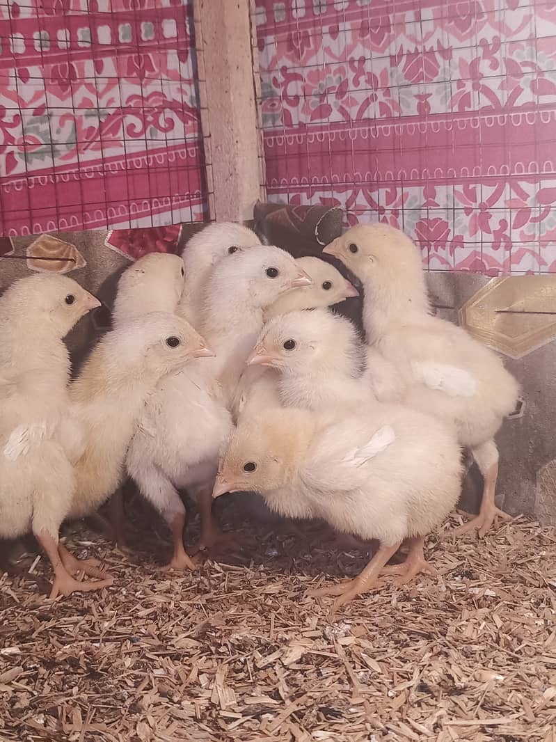 White o shamo chicks / chicks / shamo / aseel / eggs / hens / murga 2