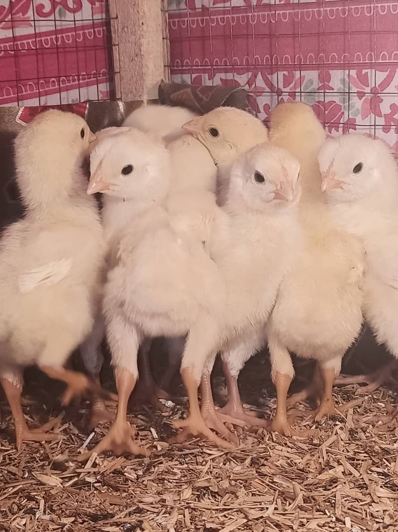 White o shamo chicks / chicks / shamo / aseel / eggs / hens / murga 3