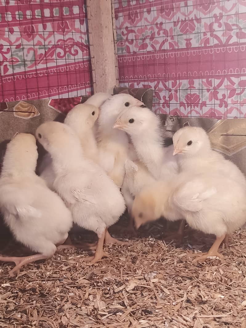 White o shamo chicks / chicks / shamo / aseel / eggs / hens / murga 4