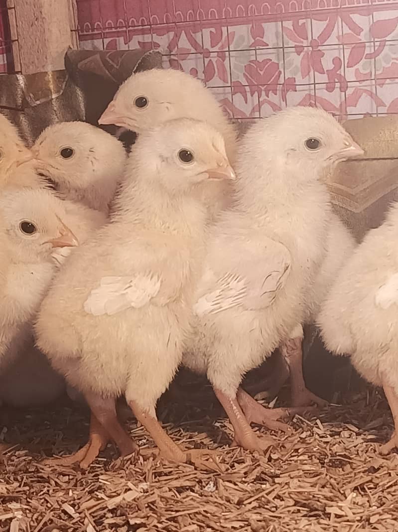 White o shamo chicks / chicks / shamo / aseel / eggs / hens / murga 5