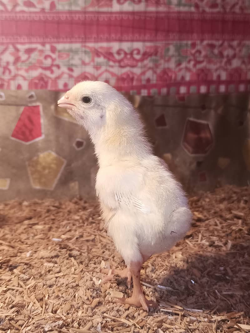 White o shamo chicks / chicks / shamo / aseel / eggs / hens / murga 7