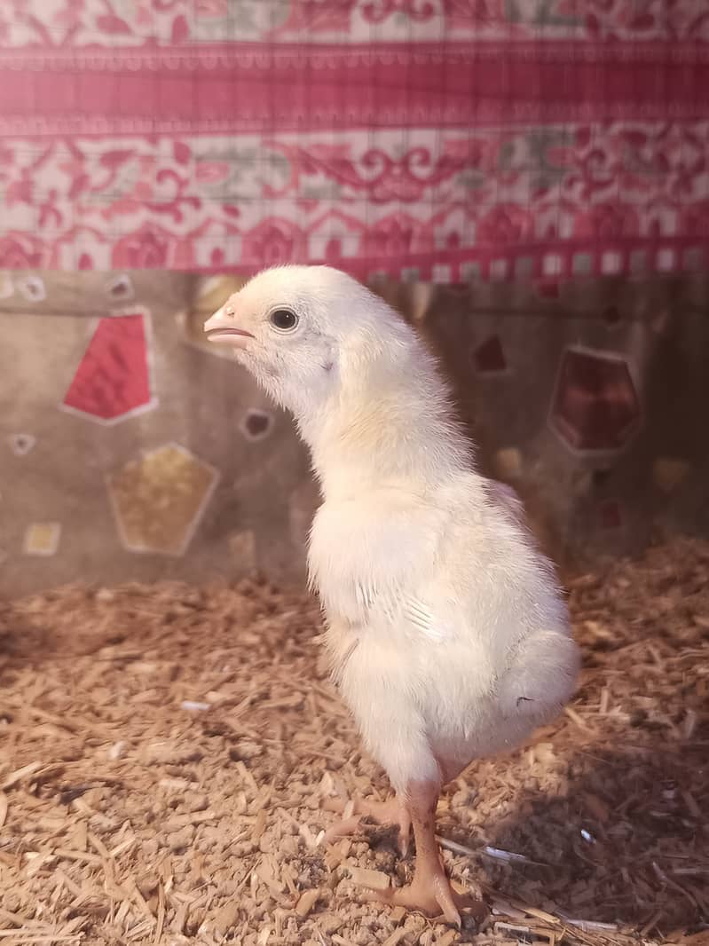 White o shamo chicks / chicks / shamo / aseel / eggs / hens / murga 8